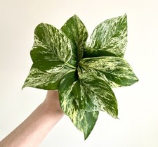 1 x Variegated Marble Queen