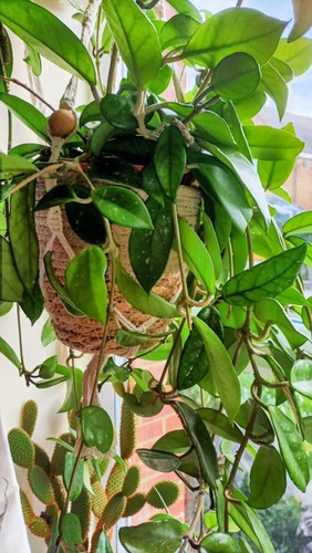 Hoya carnosa wax - carnosa, house