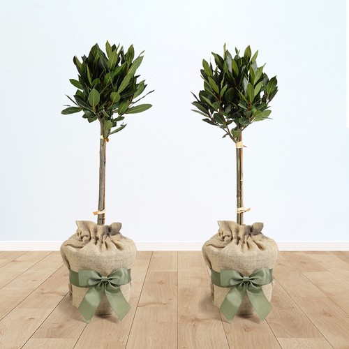 Pair gifted wrapped bay - of,