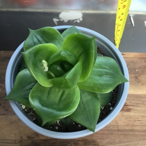 Haworthia cymbiformis rose - haworthia,