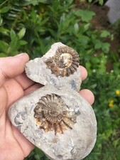TOP GRADE OISTOCERAS