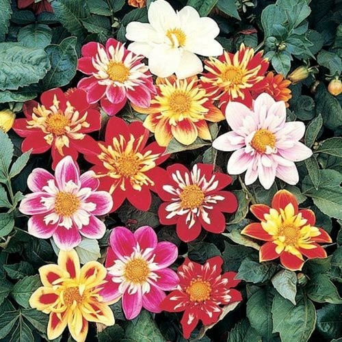 Dahlia variabilis dwarf - 25,