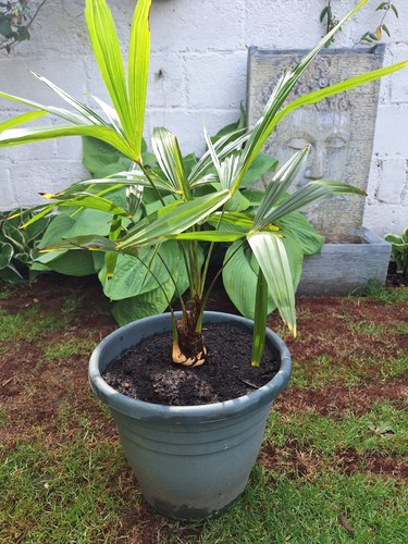 Trachycarpus fortunei years - 6,