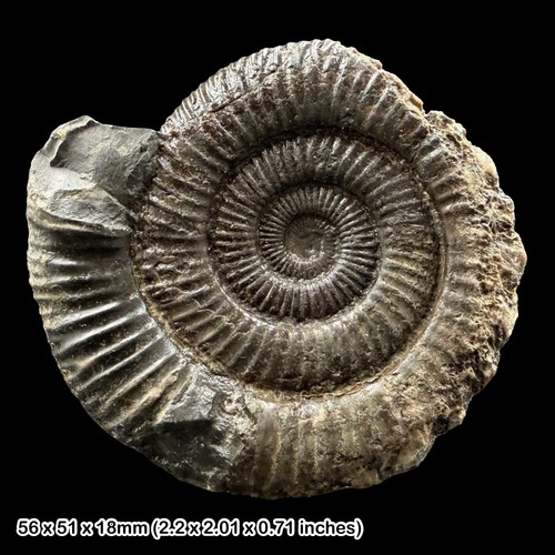 Dactylioceras fossil ammonite - dactylioceras,