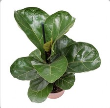 Ficus Bambino - Fiddle-Leaf