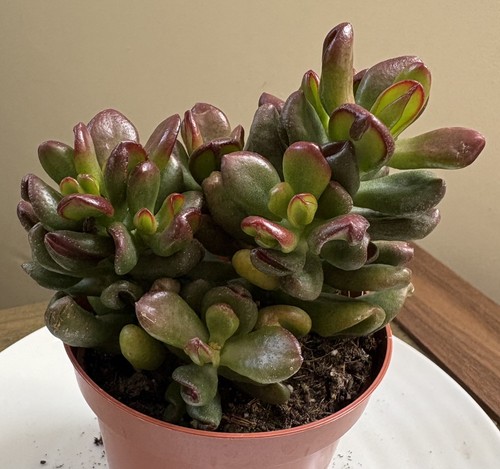 Crassula ovata hobbit - hobbit, jade