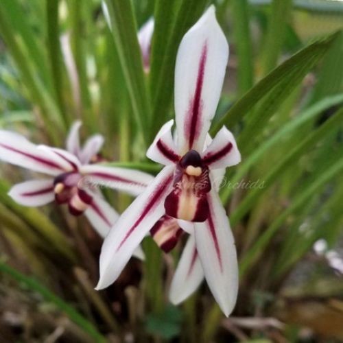 Cymbidium dayanum self - x,
