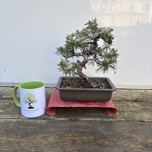 Chinese juniper 28cm - chinese,