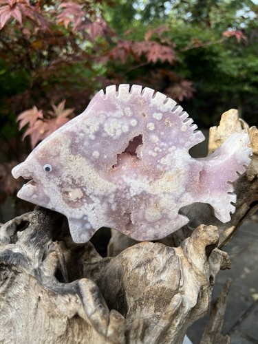 Pink amethyst angel fish - amethyst,
