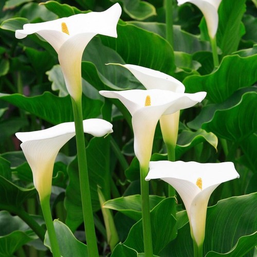 White calla aethiopica - white, 'arum
