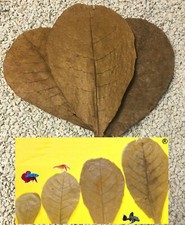 10 Sea Almond Tree Leaves 10cm Nano Aquarium Shrimp Catfish Discus Catappa Leaves