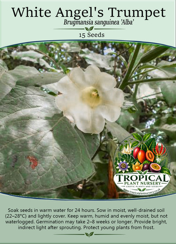 White trumpet brugmansia - trumpet, (brugmansia