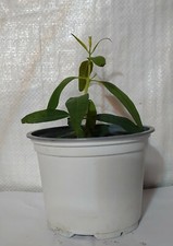 Rare Hardy Eucalyptus Red