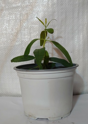 Rare hardy eucalyptus - rare, red