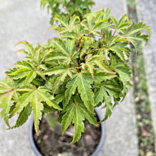 Japanese Maple. Acer Palmatum