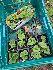 Sweet Strawberry Bare Root Plants