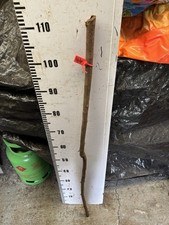 Blackthorn SHANK WALKING STICK