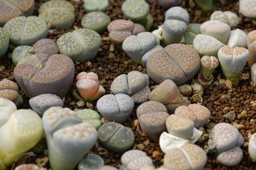 Lithops mix seeds - lithops,