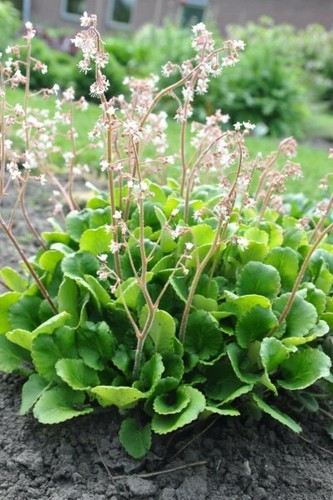 Saxifraga london pride - saxifraga, “london