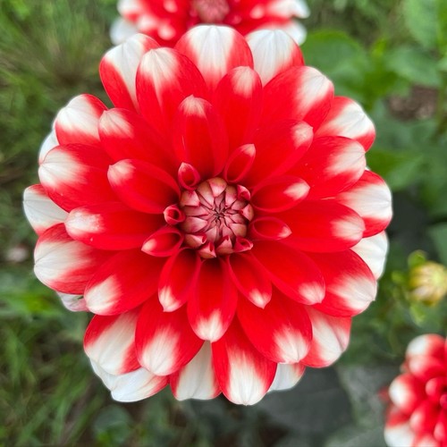 Dahlia tuber nangano - tuber,