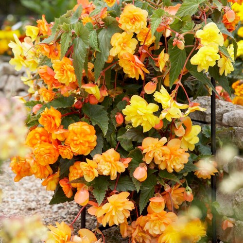 Begonia apricot fiery - begonia,