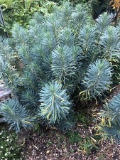 Euphorbia  Characias Wulfenii
