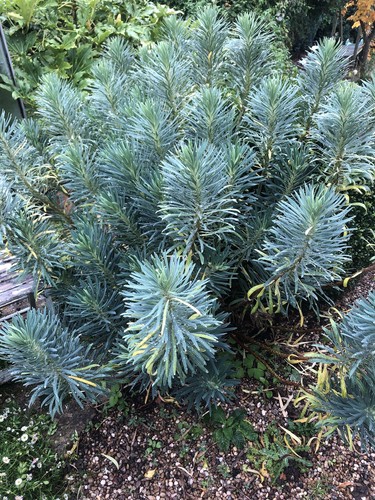 Euphorbia characias - euphorbia,