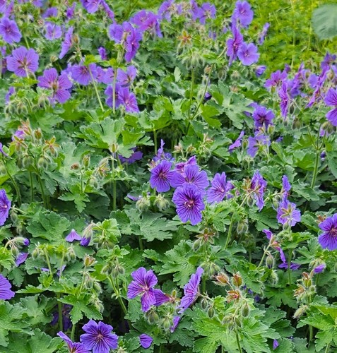 Geranium magnificum - geranium,