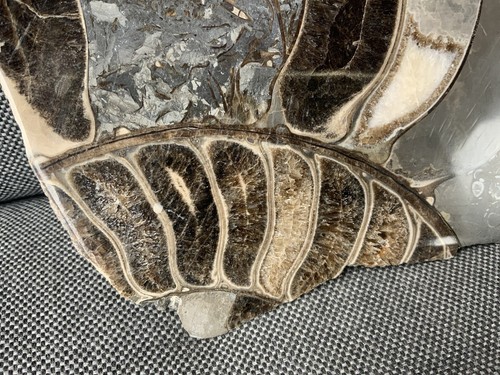 Polished large ammonite - polished,