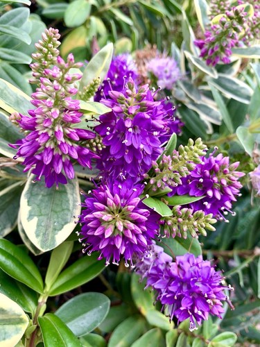 Purple hedge veronica - purple, veronica,