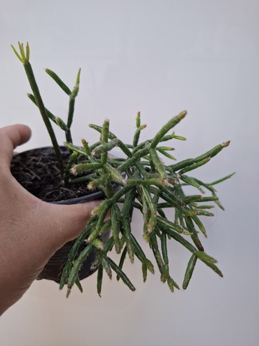 Rhipsalis pilocarpa - pilocarpa, a