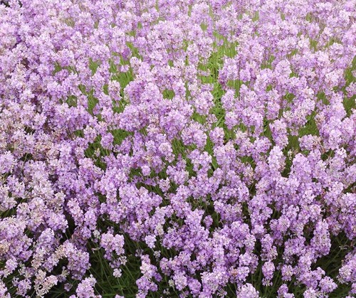 Lavender xxl jumbo plug - lavender,