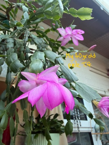 Christmas cactus - christmas,
