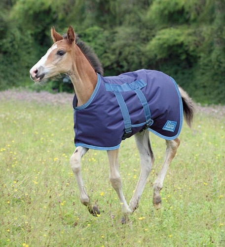 Shires tempest original - shires,