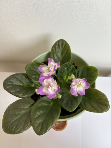 African violet saintpaulia - violet,