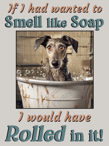 Lurcher greyhound whippet pet - greyhound,
