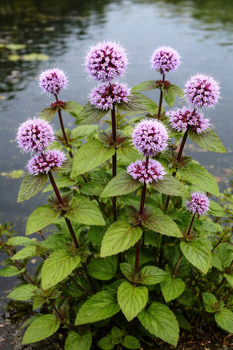 Water mint menth pond - menth, uk