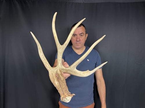 Whitetail deer shed - 65”,