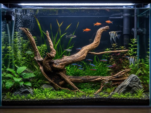 Bogwood driftwood fish tank - driftwood,