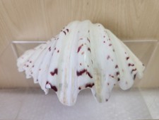 Large Tridacna Sea Clam Shell