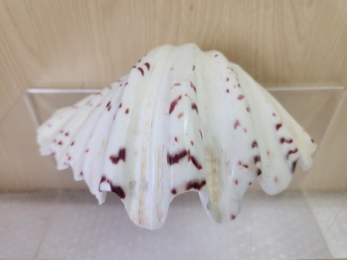 Large tridacna sea clam shell - tridacna,