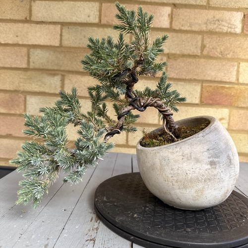 Pre bonsai juniper - pre, (blue