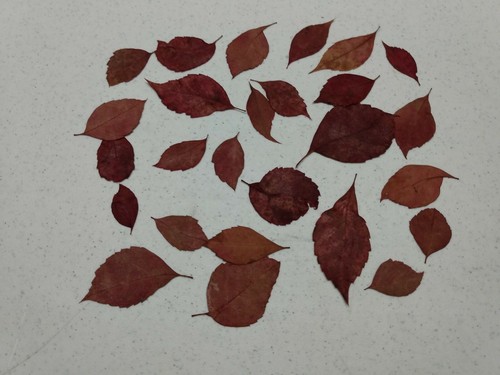 Real virginia creeper leaves - virginia,