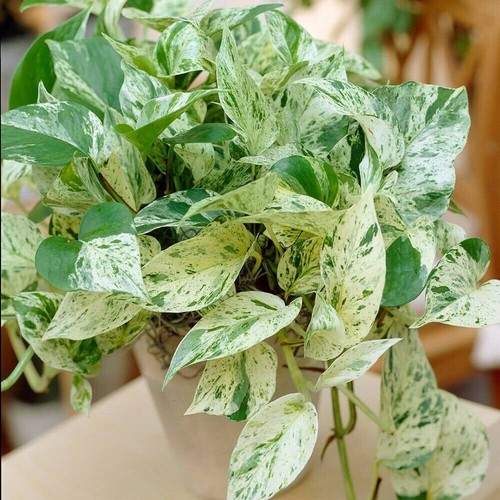 Pothos ivy combo cuttings - ivy, 6