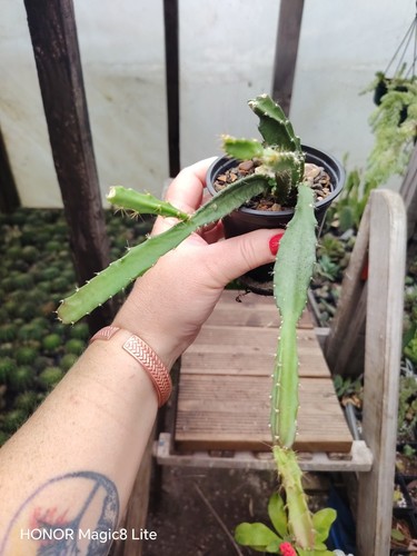 Epiphyllum red tip - ,