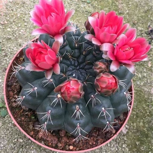 Gymnocalycium baldianum dwarf - baldianum,