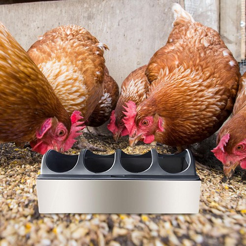 Chicken feeder trough - chicken,