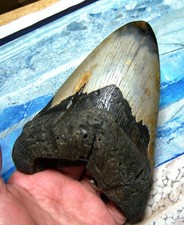 MEGALODON SHARK TOOTH 5 3/4" SHARK TEETH GIANT JAW FOSSIL STUNNING COLOR ~REAL