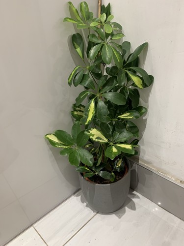 Schefflera gold capella - gold,