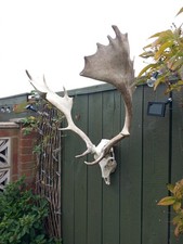 Taxidermy Fallow  Deer Antlers